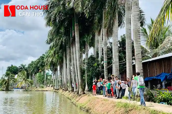 Du lịch Cồn Sơn Cần Thơ: Ăn gì, Chơi gì, Giá vé tàu 2025 - 5