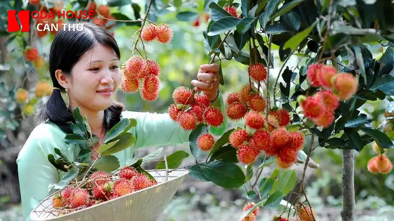 Hướng dẫn đi Cồn Sơn tự túc chi tiết từ A-Z - 2