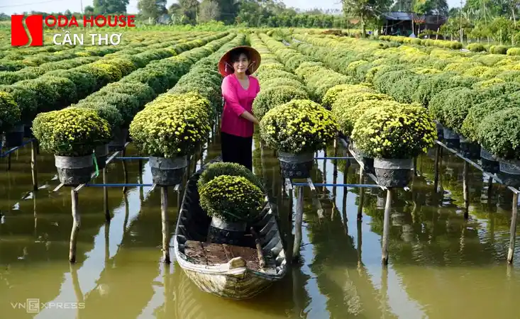 Làng hoa Bà Bộ - Điểm check-in Tết nổi tiếng gần sân bay - 2
