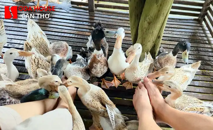 Massage Foot (Chân) Cần Thơ: Top 5 địa chỉ phục hồi sức khỏe - 1