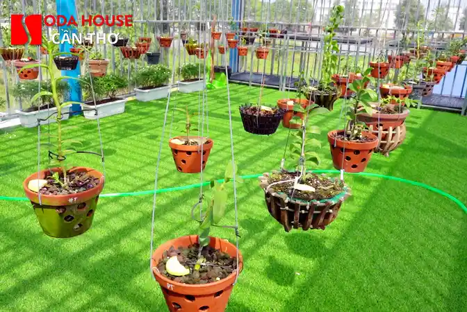 Tham quan Vườn Lan Bình Thủy: Địa chỉ & Giá vé - 1