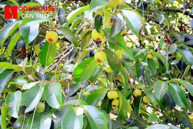 Tham quan Vườn Lan Bình Thủy: Địa chỉ & Giá vé - 5