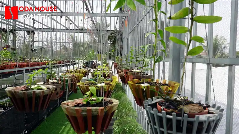 Tham quan Vườn Lan Bình Thủy: Địa chỉ & Giá vé - 2